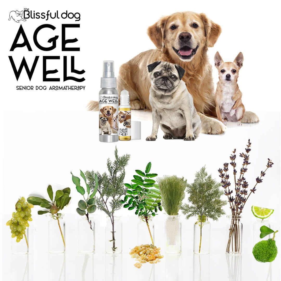 caring for senior dog